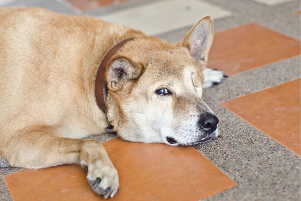 Hund frisst Pferdeäpfel: Hund liegt traurig auf dem Boden