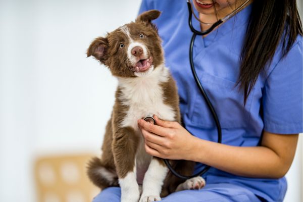 Hund frisst Pferdeäpfel: Hund sitzt auf Tierärztin