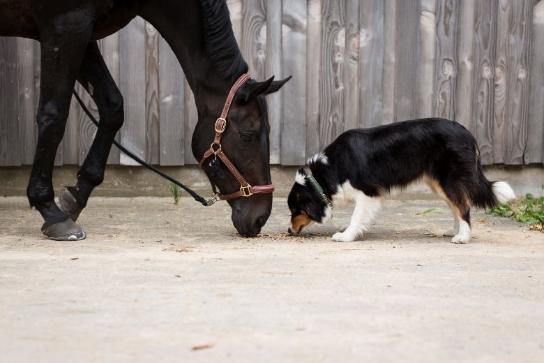 Hund frisst Pferdeäpfel – Wie gefährlich ist das?