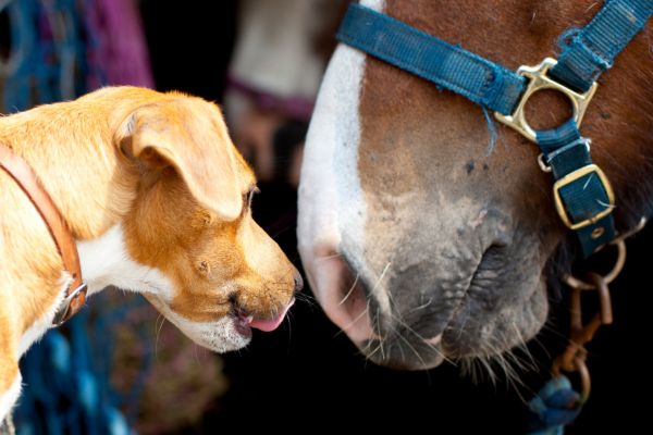 Hund und Pferd beschnuppern sich