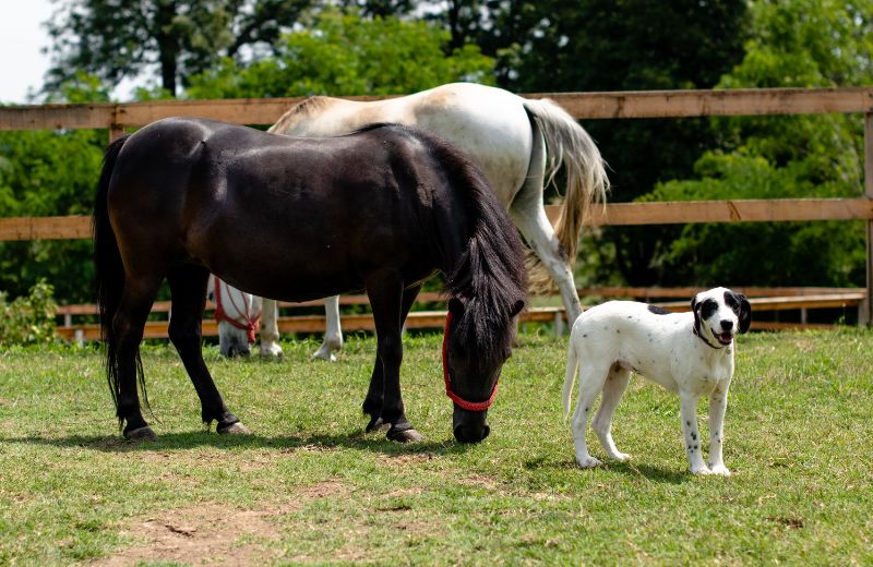 Hund und Pferd aneinander gewöhnen – so klappt es!