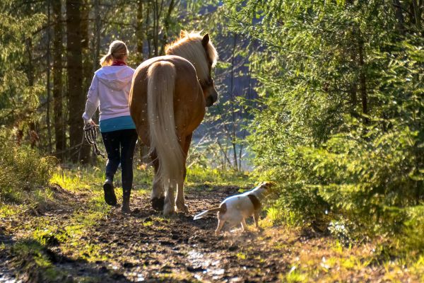 Hund und Pferd und Mensch gehen gemeinsam auf einem Feldweg