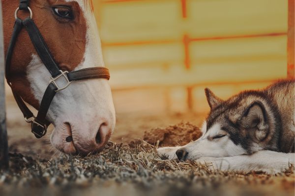 Hund und Pferd zusammen mit Schnauze am Boden