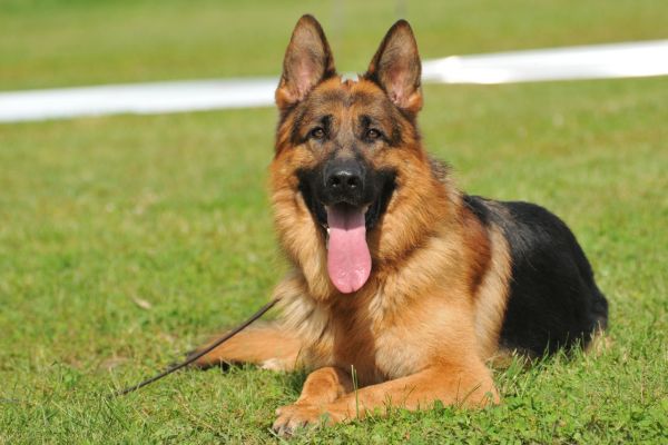 Hund und Pferd: Schäferhund liegt auf Gras