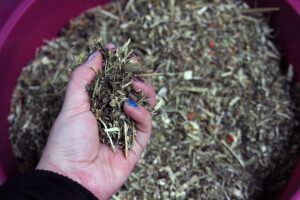 Shetty Futter: Hand mit Futter