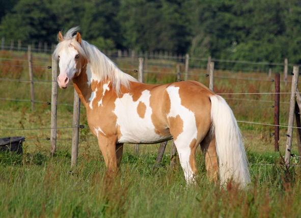 American Indian Horse