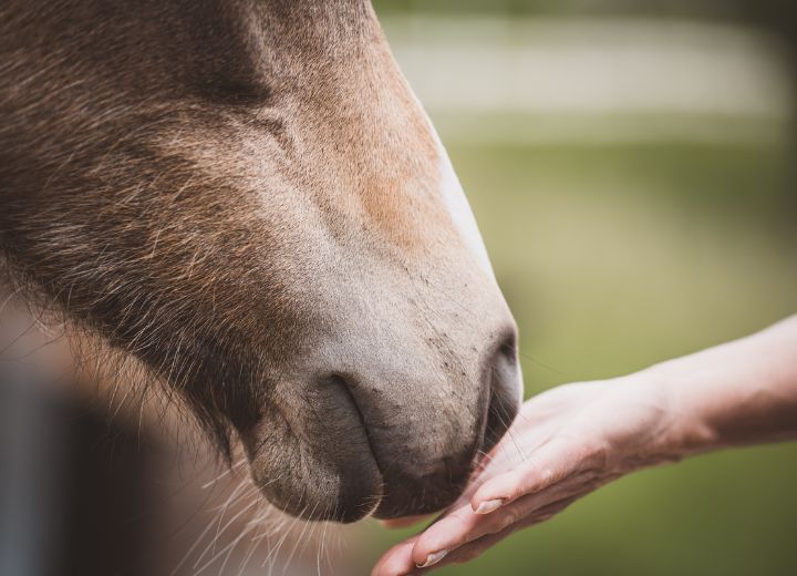 Das Immunsystem beim Pferd – wie es funktioniert und wie Du es stärken kann