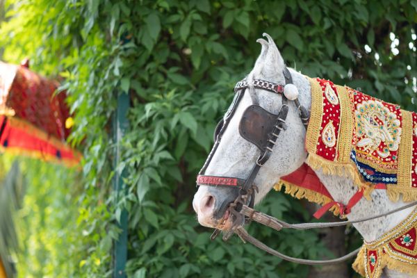 Indianbred - Pferd auf einer Indischen Hochzeit