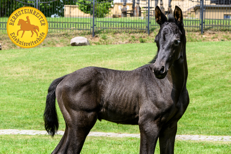 Fohlenschau Bernsteinreiter: Schwarzes Fohlen steht auf einer Wiese