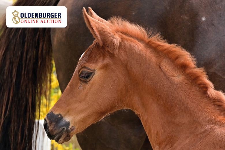 Oldenburger Fohlen von der Seite