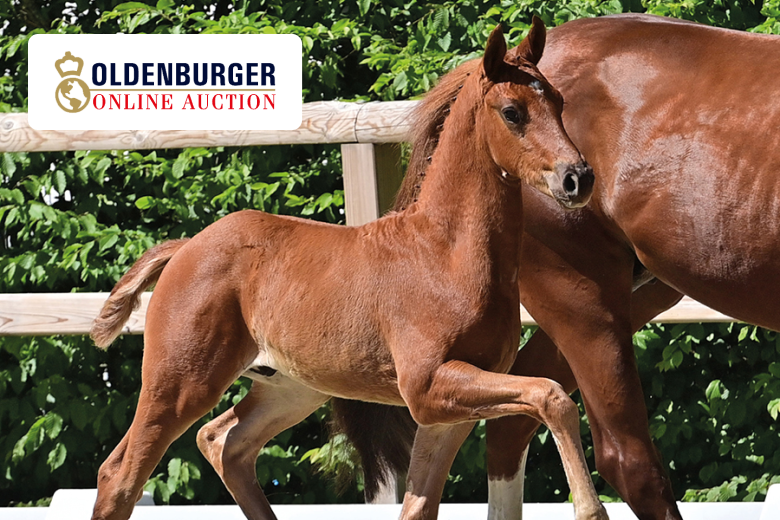 Elite-Fohlenauktion in Vechta: Fohlen trabt neben Mutter her