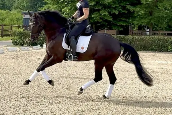 Ein dunkelbraunes Pferd in dynamischer Bewegung beim Dressurreiten auf einem Sandplatz. Die reitende Person trägt schwarze Kleidung. Das Pferd ist mit einer weißen Schabracke sowie weißen Bandagen an allen vier Beinen ausgestattet. Im Hintergrund sind grüne Hecken und Bäume zu sehen.