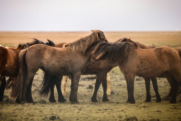 Isländische Pferdenamen: Eine Gruppe Islandpferde steht in der Natur