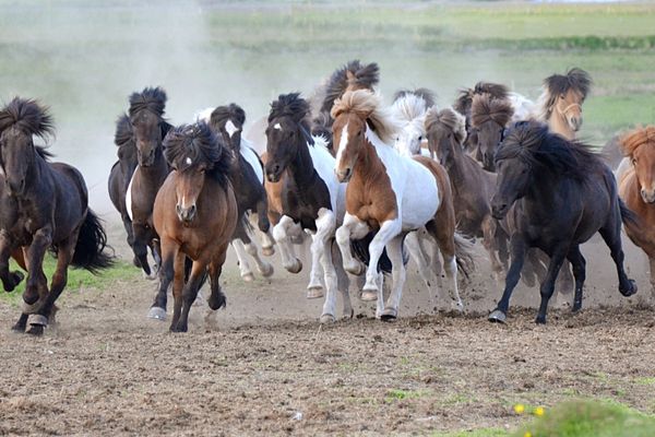 Isländer im Galopp