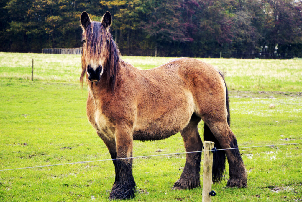 Jütländer auf der Wiese