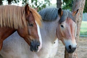 Zwei Pferde stehen nebeneinander.