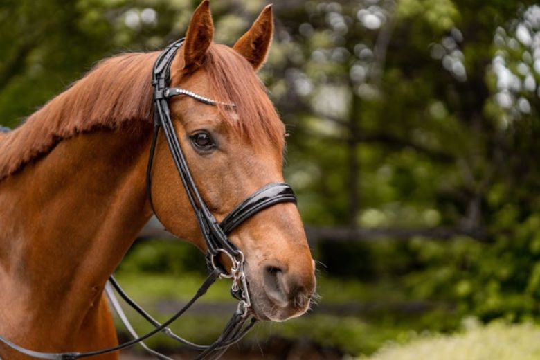 Wie verschnalle ich die Kandare richtig I ehorses Magazin