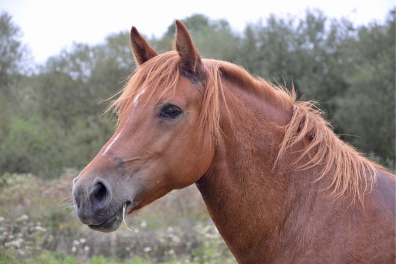 Kehlkopfentzündung beim Pferd – wie Du die Krankheit erkennst und was hilft