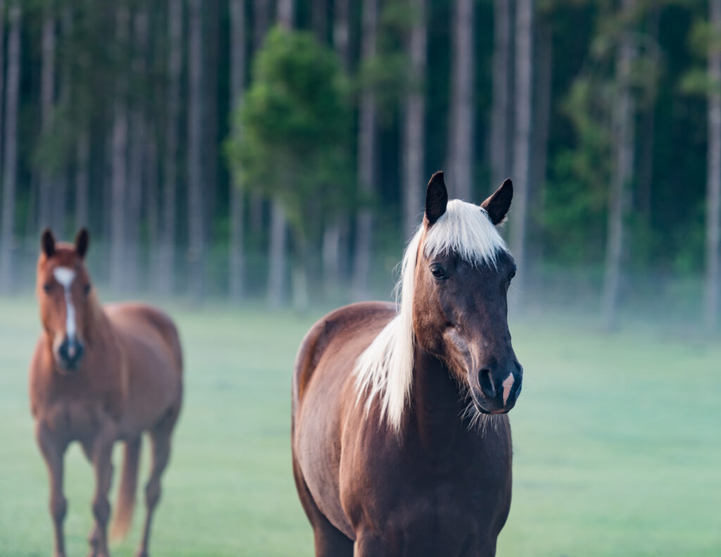 Kentucky Mountain Saddle Horse von vorne auf einer Wiese