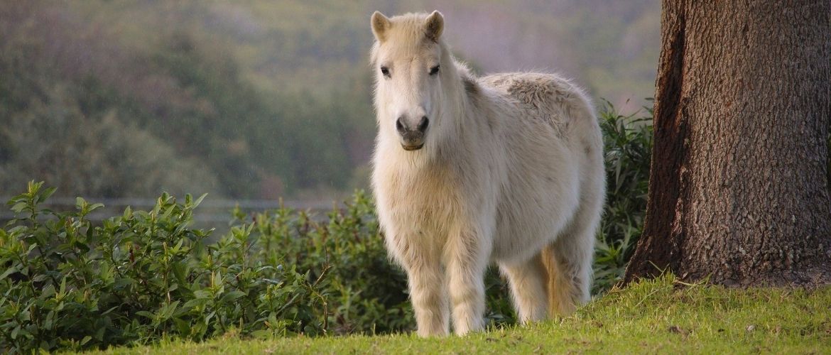 Kinderpony finden: Pony auf einer Wiese 