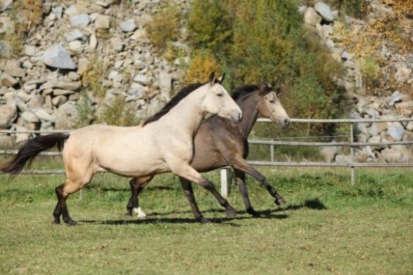 Kinsky Pferd im Rasseportrait ehorses Magazin