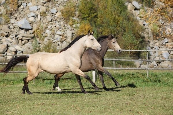 Kinsky Pferde galoppieren über Weide