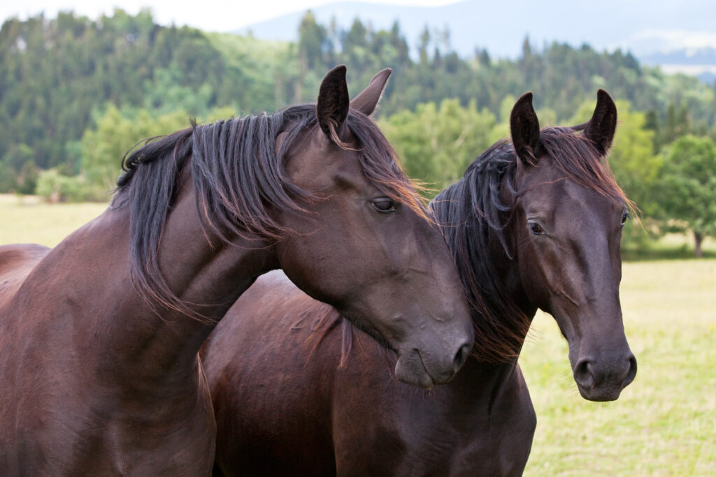 Kladruber: zwei pferde auf der Wiese