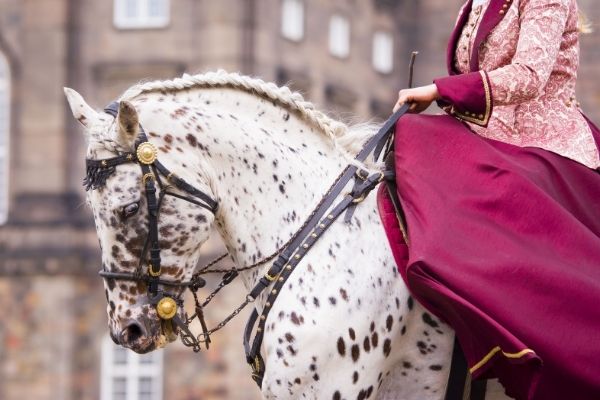 Während sich das Sportpferd besonders leistungsfähig und rittig zeigt, verfügt der Barock-Typ über eine Veranlagung für die Hohe Schule.