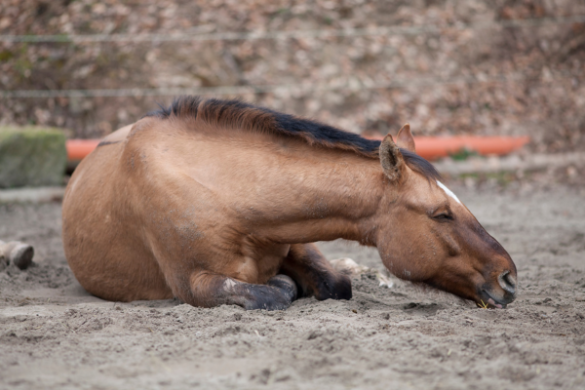 Wann Ist Eine Kolik überstanden Pferd www.ehorses.de