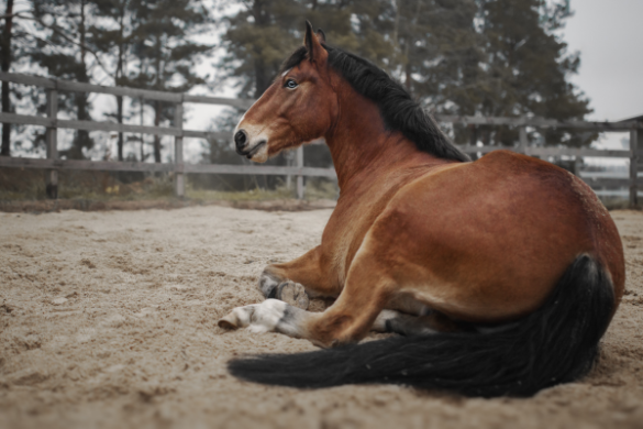 Wann Ist Eine Kolik überstanden Pferd www.ehorses.de