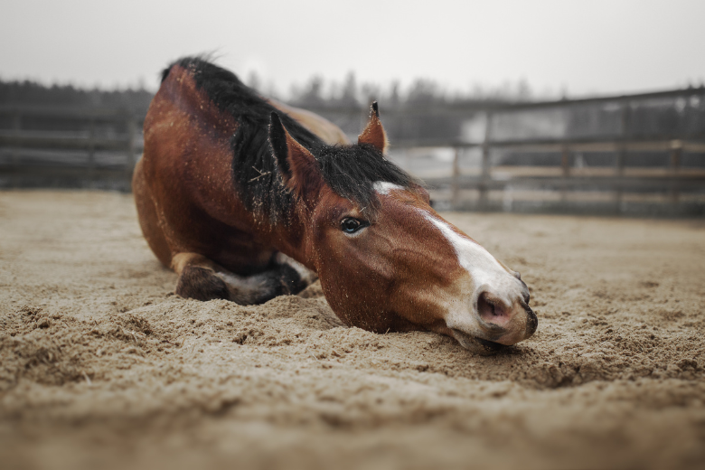 Wie Lange Dauert Eine Kolik Beim Pferd www.ehorses.de