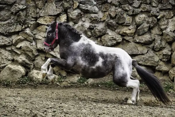 Ein geschecktes Pony mit dunkelgrauen und weißen Fellpartien steigt dynamisch mit den Vorderbeinen in die Luft. Die dunkle Mähne ist ordentlich eingeflochten. Das Pony trägt ein rotes Halfter und befindet sich auf sandigem Boden vor einer rustikalen Natursteinmauer.