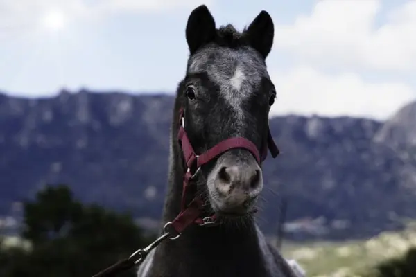 Nahaufnahme des Kopfes eines dunkel-grau melierten Ponys mit einer kleinen weißen Blesse auf der Stirn. Das Pony trägt ein rotes Halfter und blickt direkt in die Kamera. Im Hintergrund sind unscharf eine Gebirgskette und ein heller, sonniger Himmel zu sehen.