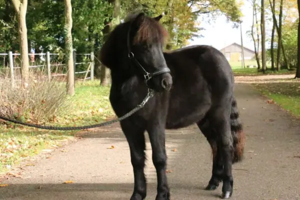 Ein kleines, dunkles Pony steht in voller Größe auf einem asphaltierten Weg in einer herbstlichen Parkanlage. Es trägt ein schwarzes Halfter mit Führstrick und blickt zur Seite. Im Hintergrund sind Bäume mit herbstlichem Laub und ein ländliches Gebäude erkennbar.