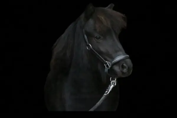 Ein edles Porträt eines schwarzen Ponys vor einem tiefschwarzen Hintergrund. Das Pony ist im Profil von der Seite zu sehen und trägt ein schwarzes Halfter mit dezenten Verzierungen auf dem Nasenriemen. Die Beleuchtung betont die Konturen des Kopfes und der Mähne.
