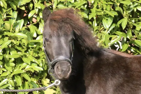 Nahaufnahme eines dunkelbraunen bis schwarzen Ponys mit dichter, leicht zerzauster Mähne. Das Pony trägt ein schwarzes Lederhalfter und blickt aufmerksam in die Kamera. Im Hintergrund ist eine dicht bewachsene, grüne Hecke zu sehen.