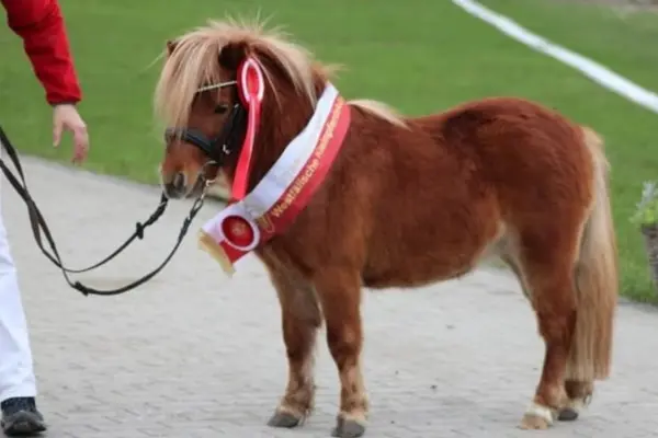 Seitenansicht des fuchsfarbenen Ponys, das stolz seine Siegerschärpe der „Westfälischen Kleinpferdekörung“ präsentiert. Am Zaumzeug ist zusätzlich eine rote Siegerschleife befestigt. Das Pony steht auf einem gepflasterten Weg neben einer Rasenfläche.