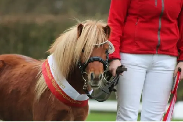 Frontalaufnahme eines kleinen Ponys mit einer rot-weißen Siegerschärpe, auf der "Prämienhengst" steht. Das Pony trägt eine Trense und steht brav neben einer Person in einer roten Jacke und weißer Hose.
