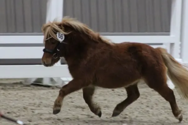 Ein fuchsfarbenes Pony mit heller, fliegender Mähne galoppiert dynamisch durch eine Reitbahn. Es trägt ein schwarzes Zaumzeug mit der weißen Startnummer 66. Im Hintergrund ist eine weiße Hallenumzäunung zu sehen.