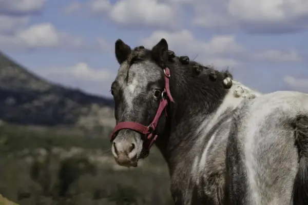 Ein dunkel-weiß geschecktes Pony in der Seitenansicht, das den Kopf über die Schulter zurück zum Betrachter dreht. Die Mähne ist zu kleinen Zöpfen geflochten. Der Hintergrund zeigt eine weite, leicht hügelige Landschaft unter einem blauen, bewölkten Himmel.