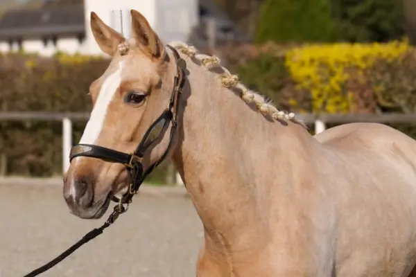 Porträtaufnahme eines hellbraunen Pferdes (Palomino) mit einer breiten weißen Blesse. Die Mähne ist ordentlich zu kleinen Zöpfen eingeflochten, und das Pferd trägt ein schwarzes Lederhalfter.