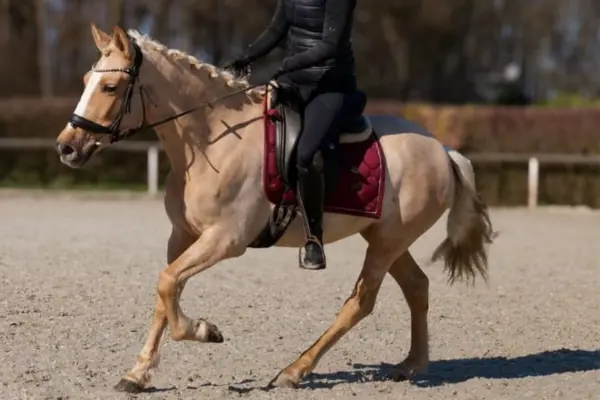 Ein hellbraunes Pferd wird auf einem Sandplatz geritten. Der Reiter trägt dunkle Kleidung, und das Pferd ist mit einer weinroten Schabracke gesattelt und zeigt einen schwungvollen Trab.