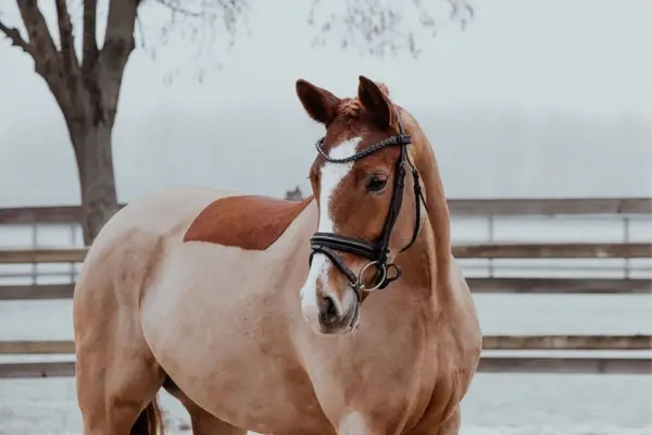 Nahaufnahme des Kopfes und Oberkörpers eines geschorenen Fuchs-Pferdes. Das Pferd trägt eine Trense mit funkelndem Stirnband, hat eine breite weiße Blesse und blickt aufmerksam zur Seite. Der Hintergrund zeigt eine winterlich-neblige Landschaft mit einem Baum und Zaun.