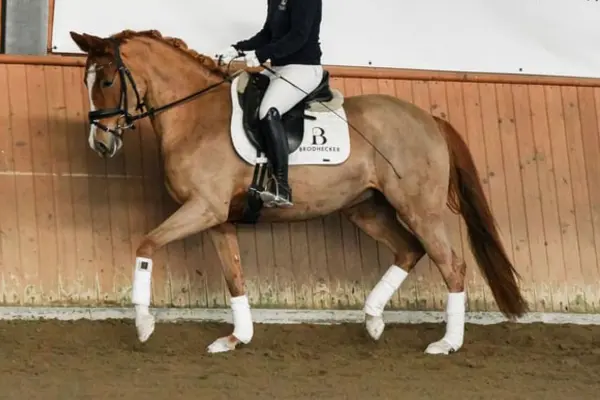 Eine Person reitet das geschorene Fuchs-Pferd im Trab in einer Reithalle vor einer Holzwand. Das Pferd trägt weiße Bandagen an den Beinen, eine Trense sowie einen Dressursattel mit einer weißen Schabracke, auf der das Logo „B Brodhecker“ aufgedruckt ist.