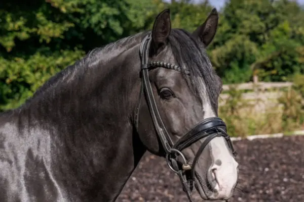 Nahaufnahme vom Kopf und Hals des schwarzen Ponys im Profil. Es trägt eine schwarze Trense mit einem gemusterten Stirnband. Die breite weiße Blesse verläuft über das Gesicht bis zu den Nüstern. Der Hintergrund mit Bäumen ist weich gezeichnet.