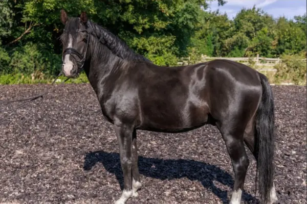 Ganzkörper-Seitenansicht eines glänzenden, schwarzen Deutschen Reitponys (Rappe), das auf einem Reitplatz mit dunklem Boden steht. Das Pony hat eine weiße Blesse im Gesicht und weiße Fesseln an den Beinen. Es trägt eine Trense, und im Hintergrund sind grüne Bäume sowie ein Holzzaun zu sehen.