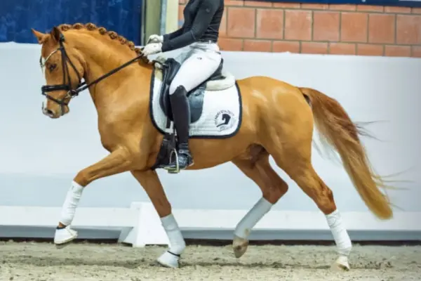 Eine Person reitet ein helles Fuchs-Pferd in einer dynamischen Trab- oder Galoppbewegung in einer Reithalle. Das Pferd hat eine eingeflochtene Mähne, eine weiße Blesse und einen auffällig hellen Schweif. Es trägt eine schwarze Trense, einen Dressursattel mit einer weißen Turnierschabracke (mit rundem Logo) sowie weiße Bandagen und Hufglocken an allen vier Beinen.