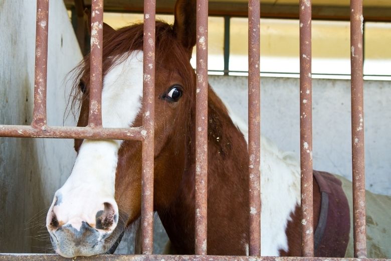 Koppen beim Pferd: Häufige Verhaltensstörung