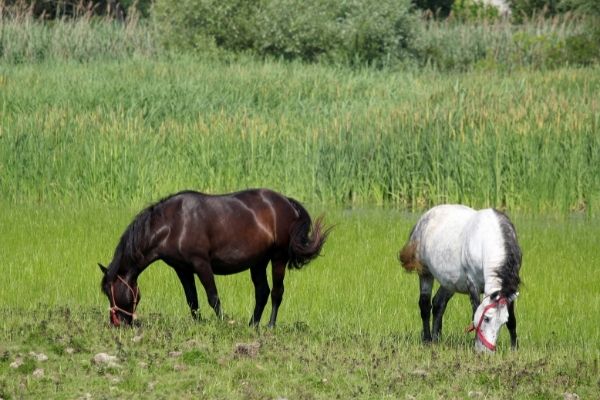 Zwei Pferde stehen auf einer Wiese.