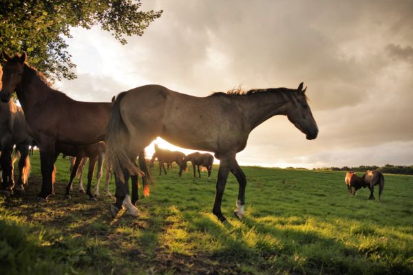 Kotwasser Pferd: Pferde auf einer Weide.